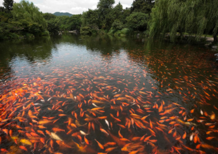 Red Carp Pond